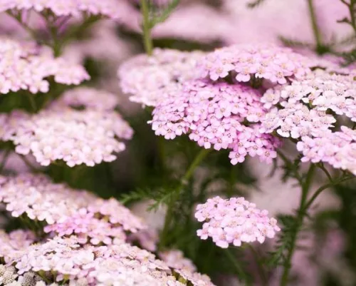 Cickafark - Achillea Millefolium " Appleblossom"