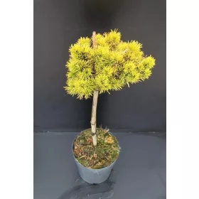   Törzses aranylombú Havasi törpefenyő - Pinus mugo " Winter Gold"