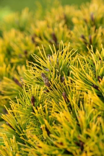 Törzses aranylombú Havasi törpefenyő - Pinus mugo " Winter Gold"