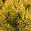 Törzses aranylombú Havasi törpefenyő - Pinus mugo " Winter Gold"