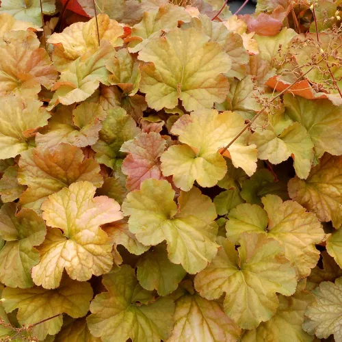 Tűzeső - Heuchera " Northern Exposure Amber  "