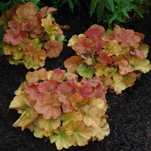 Tűzeső - Heuchera " Northern Exposure Amber  "