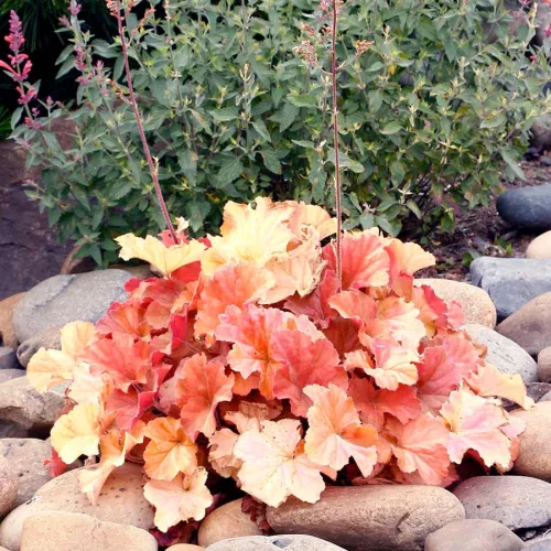 Tűzeső - Heuchera " Northern Exposure Amber  "