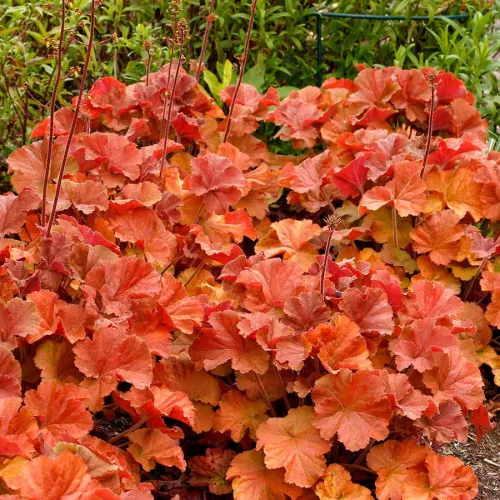 Tűzeső - Heuchera " Northern Exposure Amber  "