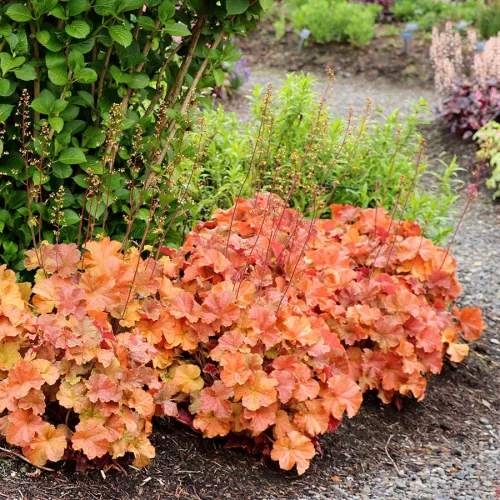 Tűzeső - Heuchera " Northern Exposure Amber  "