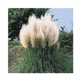 Pampafű - Cortaderia Selloana