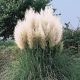 Pampafű - Cortaderia Selloana