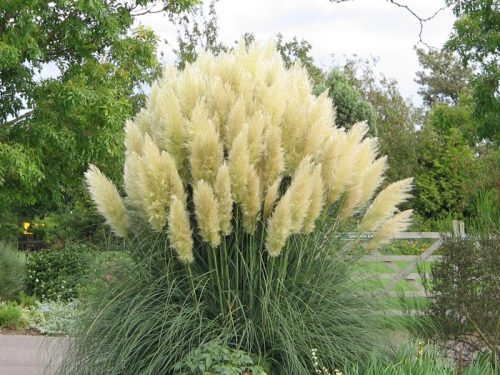 Pampafű - Cortaderia Selloana