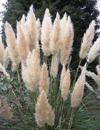 Pampafű - Cortaderia Selloana