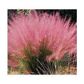 Vattacukorfű - Muhlenbergia capillaris