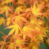 Japán juhar cserje - Acer palmatum 