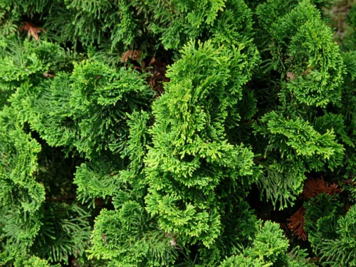Törzses kagylóciprus  - Chamaecyparis ob. "Nana gracilis"