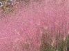 Vattacukorfű - Muhlenbergia capillaris