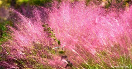 Vattacukorfű - Muhlenbergia capillaris