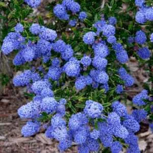 Tarka levelű kalifornia orgona / Táskavirág - Ceanothus thyrsiflorus 'El Dorado'