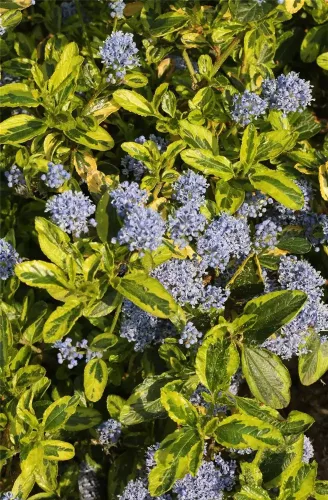 Tarka levelű kalifornia orgona / Táskavirág - Ceanothus thyrsiflorus 'El Dorado'