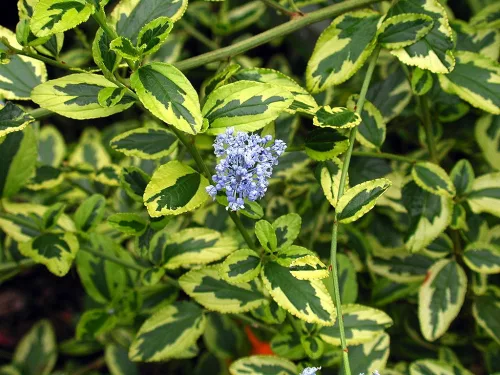 Tarka levelű kalifornia orgona / Táskavirág - Ceanothus thyrsiflorus 'El Dorado'