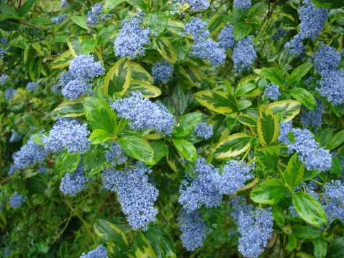 Tarka levelű kalifornia orgona / Táskavirág - Ceanothus thyrsiflorus 'El Dorado'