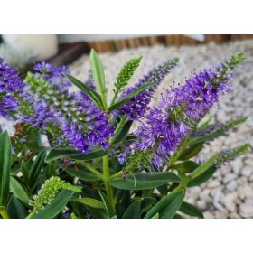   Örökzöld veronika cserje - Hebe addenda 'Donna Purple'