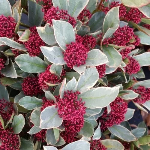 Japán dérbabér - Skimmia japonika " Perosa"