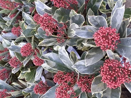 Japán dérbabér - Skimmia japonika " Perosa"