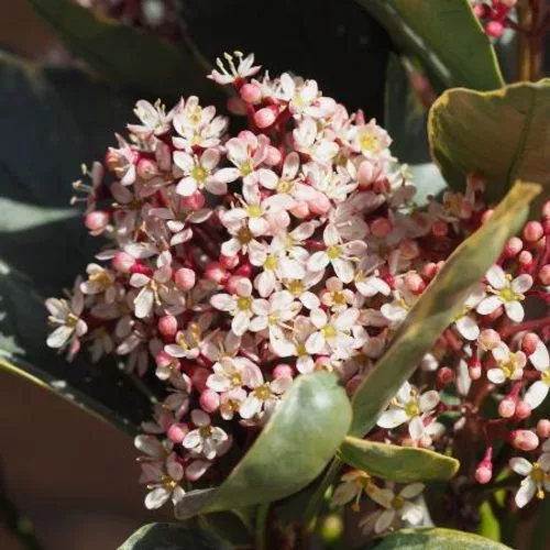 Japán dérbabér - Skimmia japonika " Perosa"