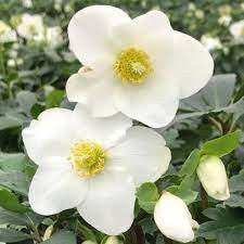 Hunyor - Helleborus "Mont Blanc"