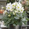 Hunyor - Helleborus "Mont Blanc"