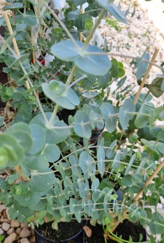 Eukaliptusz bokor - Eucaliptus cinerea