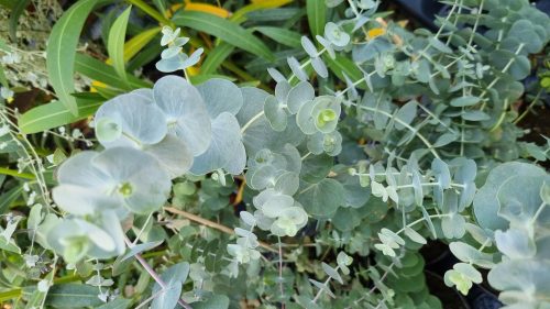 Eukaliptusz bokor - Eucaliptus cinerea