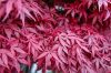 Japán juhar cserje - Acer palmatum 'Atropurpureum' - 10cs' 