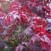 Japán juhar cserje - Acer palmatum 'Atropurpureum' - 10cs' 