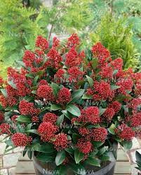 Japán dérbabér - Skimmia Japonica " Rubella"