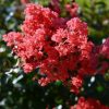 Kínai selyemmírtusz - Lagerstroemia indica "Double Fauture"