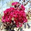 Kínai selyemmírtusz - Lagerstroemia indica "Double Fauture"