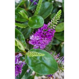 Örökzöld veronika cserje - Hebe addenda 'Donna'