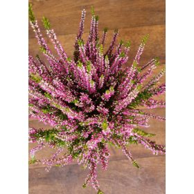 Csarab - Calluna vulgaris - rózsaszín