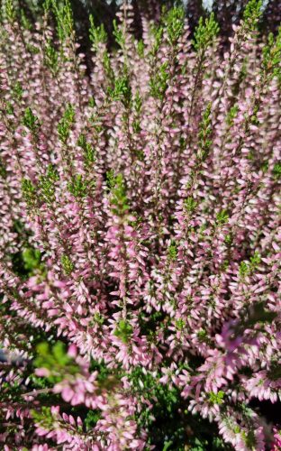 Csarab - Calluna vulgaris - rózsaszín