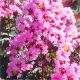 Kínai selyemmírtusz - Lagerstroemia indica "Rhapsody in Pink"