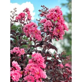   Bordó levelű Kínai selyemmírtusz - Lagerstroemia indica "Shell Pink"