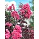 Bordó levelű Kínai selyemmírtusz - Lagerstroemia indica "Shell Pink"