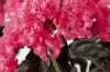 Bordó levelű Kínai selyemmírtusz - Lagerstroemia indica "Shell Pink"