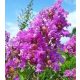 Kínai selyemmírtusz - Lagerstroemia indica "Superviolacea"