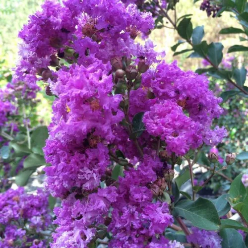 Kínai selyemmírtusz - Lagerstroemia indica "Superviolacea"