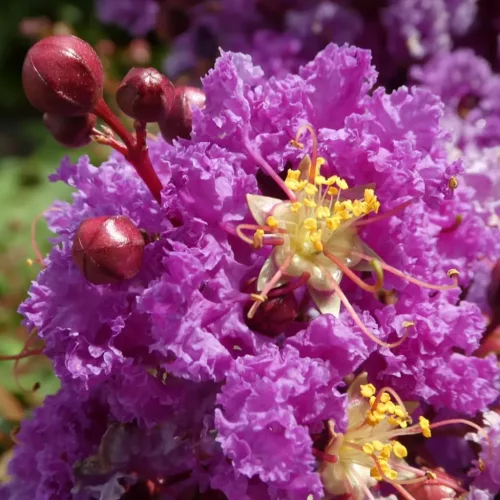 Kínai selyemmírtusz - Lagerstroemia indica "Superviolacea"