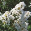 Kínai selyemmírtusz - Lagerstroemia indica "Nívea"