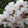 Kínai selyemmírtusz - Lagerstroemia indica "Nívea"