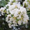 Kínai selyemmírtusz - Lagerstroemia indica "Nívea"