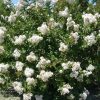 Kínai selyemmírtusz - Lagerstroemia indica "Nívea"