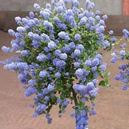 Kaliforniai orgona / Táskavirág - Ceanothus thyrsifolius 'Victoria'
